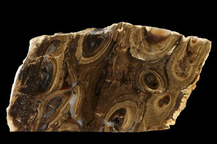 Polished, Fossil Stromatolite Colony on Reed - Utah #118035